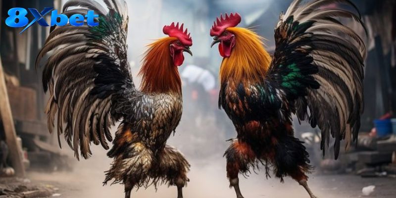 Đá gà mang đến nhiều trường đấu và hình thức so tài