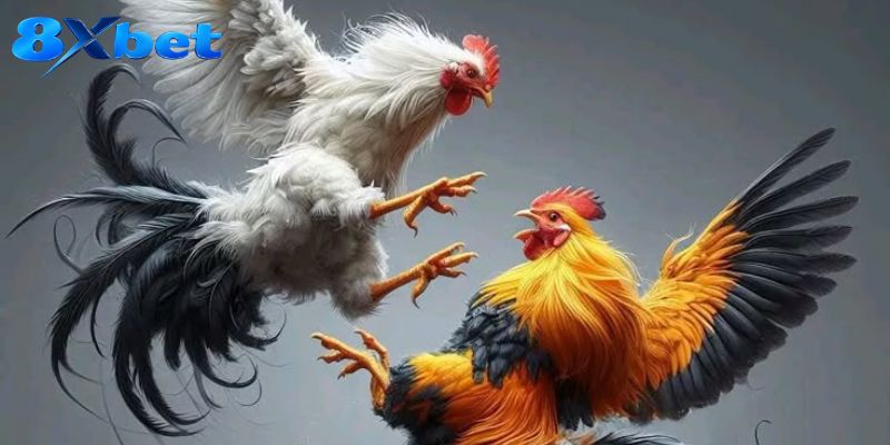 Bảng kèo đá gà tập trung vào mã trận và màu góc