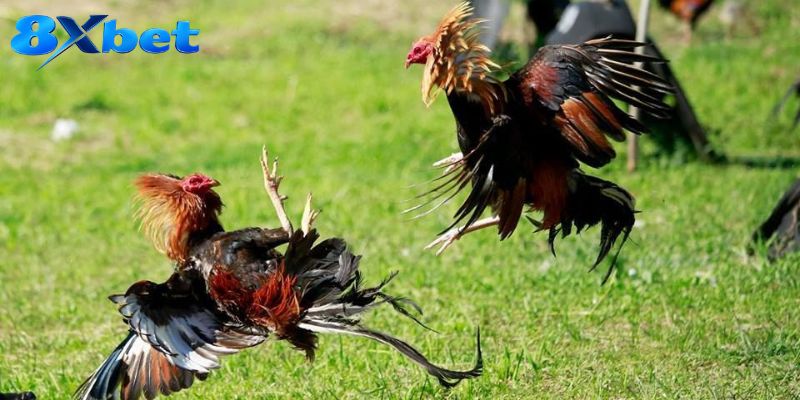 Công cụ theo dõi trực tiếp hỗ trợ quá trình xem trận