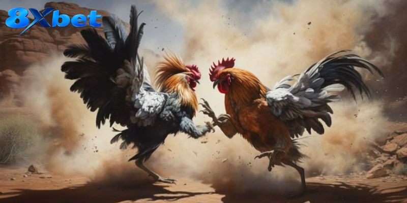 Đá Gà Albany – Hồ Sơ Chiến Kê Và Nhịp Trận Trực Tiếp Hấp Dẫn