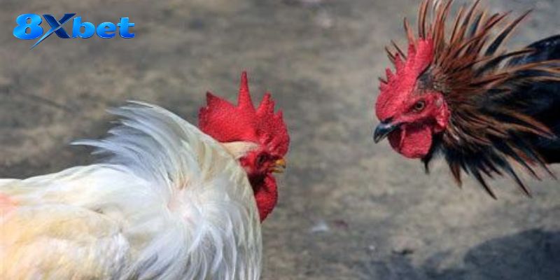 Tỷ lệ Đá Gà Lacy Roundhead thay đổi theo trạng thái kèo