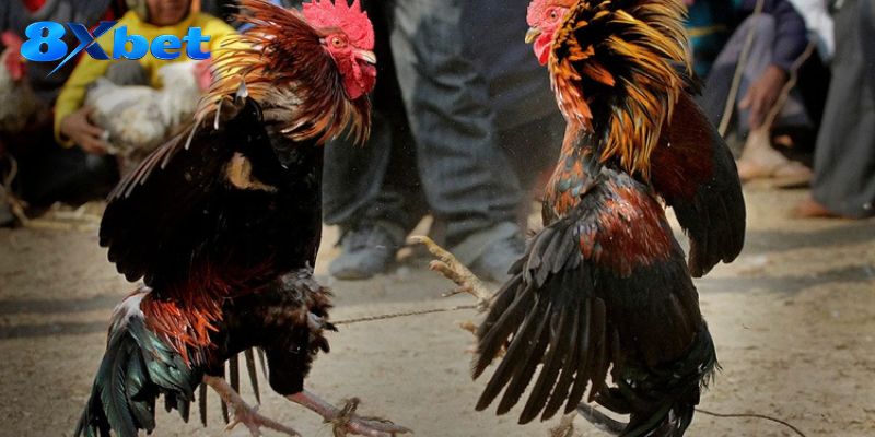 Cách xác định diễn biến giữa trận và điều kiện dừng